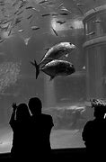 Image result for Osaka Aquarium Msll