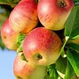 Image result for Apple Tree