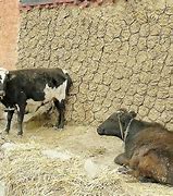 Image result for Cow Dung Uses