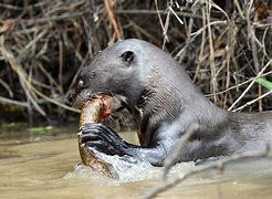 Image result for River Otter Swamp