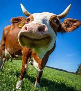 Image result for Funny Pictures of Cows