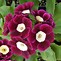 Image result for Primula auricula Dales Red