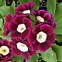 Image result for Primula auricula W.Muller
