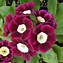 Image result for Primula auricula Pale Face