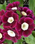 Image result for Primula auricula Slioh