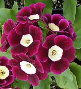 Image result for Primula auricula Stonall