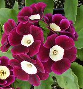 Image result for Primula auricula Rolts