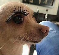 Image result for Funny Dogs with Big Eyes