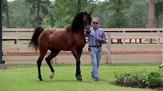 Image result for Famous Arabian Horses