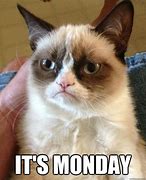 Image result for Grumpy Cat Monday Meme