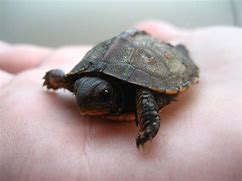 Image result for Turtle Slusalice