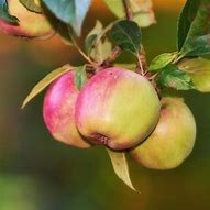 Image result for Golden Apple Tree Blossom
