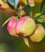 Image result for Golden Apple Tree Blossom