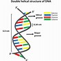 Image result for DNA Double Helix Model Labeled