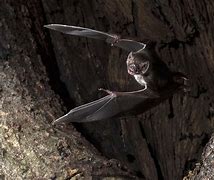 Image result for Vampire Bat Diseases