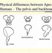 Image result for Comparing Sacrums of Humans and Apes