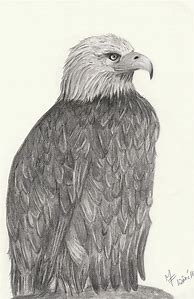 Image result for Drawings of Bald Eagles