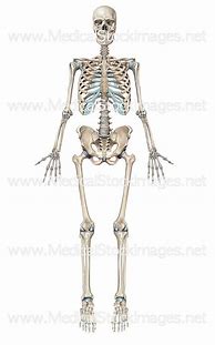 Image result for Real Human Skeleton Anatomy