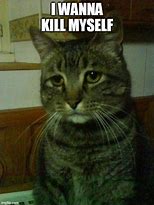 Image result for Depressed Floating Cat Meme