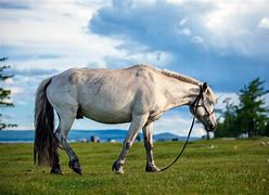 Image result for Ancient Horse Breeds Book