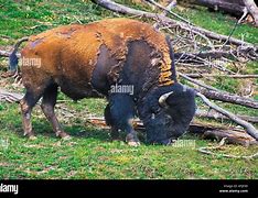 Image result for Shaggy Animals