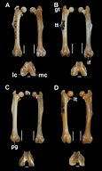 Image result for Rodent Jaw Bone
