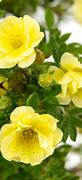 Bildergebnis für Potentilla fruticosa Lemon Meringue