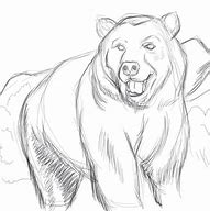 Image result for Bear Pencil Sketch
