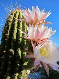 Image result for Saguaro Cactus Blooming