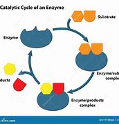 Image result for Enzyme Illustration