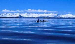 Image result for Russian exercise threat to whales