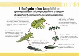 Image result for Amphibian Life Cycle