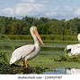 Image result for Biggest Bird in North America