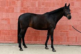 Image result for Black Horse Conformation