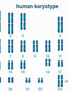 Image result for Chromosome Types