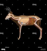 Image result for Deer Bone Structure