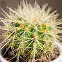 Image result for Golden Barrel Cactus