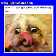 Image result for Sugar Daddy Dog Memes