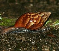 Image result for Big Snail