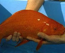 Image result for Biggest Known Animal