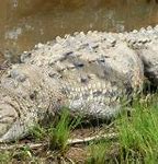 Image result for American Crocodile