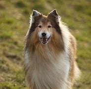 Image result for English Collie