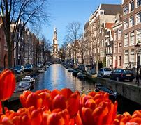 Image result for Amsterdam Activities
