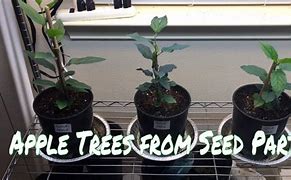 Image result for Fuji Apple Tree Grown From Seed