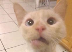 Image result for Jawline Cat Face App Meme