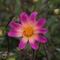 Image result for Dahlia Bright Eyes