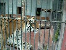 tigre in gabbia tigre in gabbia tigre in gabbia tigre in gabbia