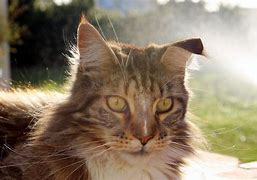 Image result for Case OH Cat Ears
