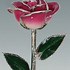 Image result for Living Gold Rose