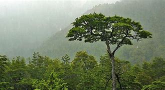 Image result for coihue